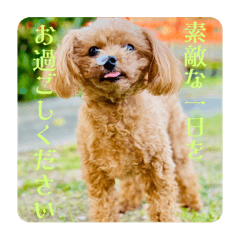 VIVI Formal Greetings (JP)