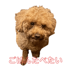 toy poodle_20240529215915