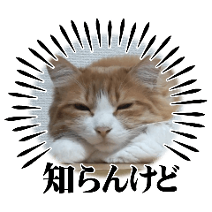 nanaken_20240530103540