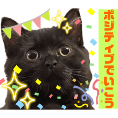 黒猫 ルナ院長149にゃんめ