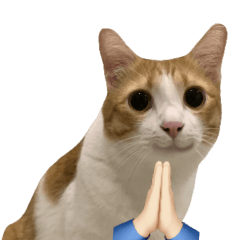 แรมโบ้แมวเหมียว 2