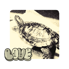 Rebecca, la tartaruga d'oro 龜龜蕾貝卡