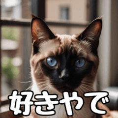 AI Siamese cat image Kansai version 1