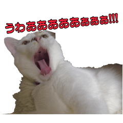 Expressive Calico Cat Vanilla
