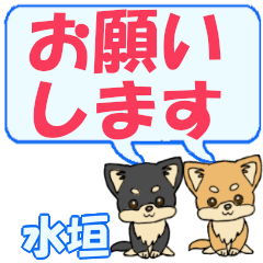 Mizugaki's letters Chihuahua2