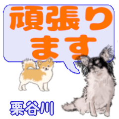 Kuriyagawa's letters Chihuahua