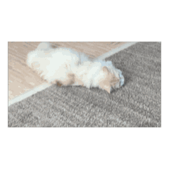 butter corn_20240530225800