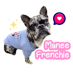 Manee French Bulldog