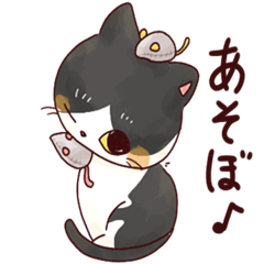 Osono Bicolor cat