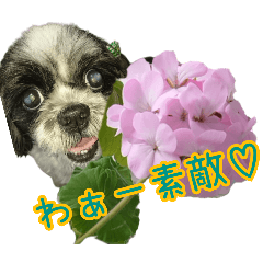 癒やしのDogとFlower