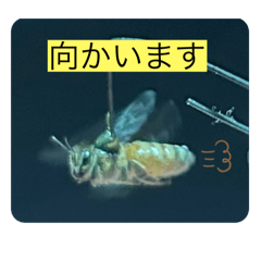 Funny honey bee