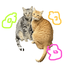 五花肉肉的貓言貓語