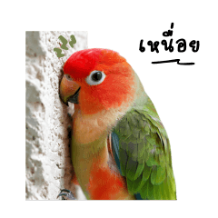Lovebird little parrot