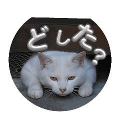 manmaru_stanp,2024