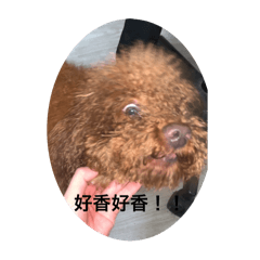 寶子們