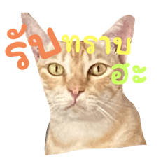 Fayy_20240602115935