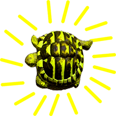 you feel awesome when you see tortoise