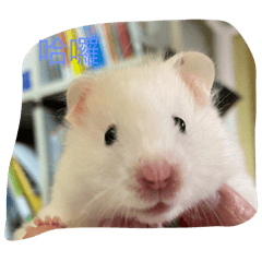 Hamster white bear