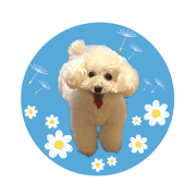 Happy days with dog