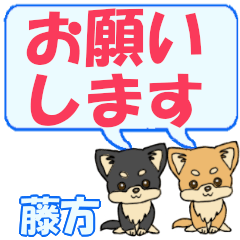 Fujikata's letters Chihuahua2