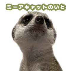 meerkat sticker simple