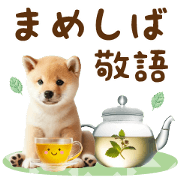 otona kawaii keigo mameshiba