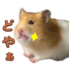 Hamster kawaii!!!2