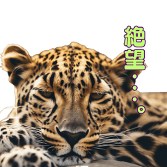 Real Leopard/Gao!