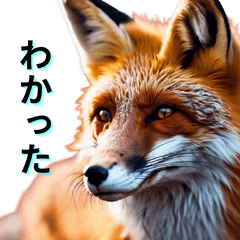 real fox/