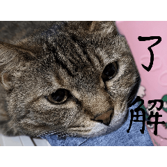 haruta_20240601205846