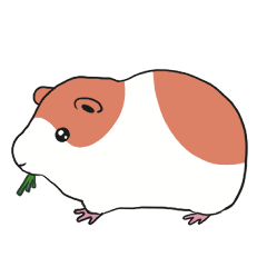 guinea pig(combination)