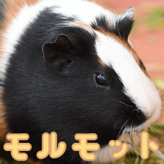 friends of the zoo(guinea pig)