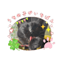 mao mao_20240603134437