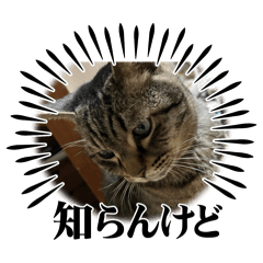 yokko_20240602010811