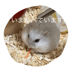 Cocone_Hamster