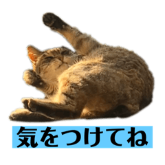 oshirukosan