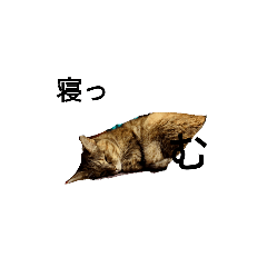 Nyanto_20240602174753