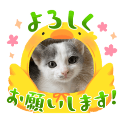 yokko_20240601231931