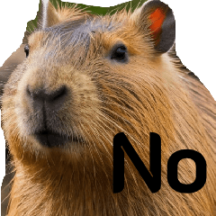 Capybara funny funny