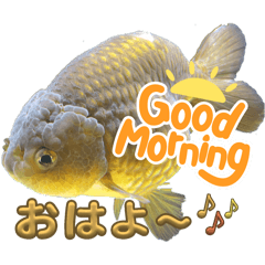 金魚のロコモコゴン桜の日常会話スタンプ
