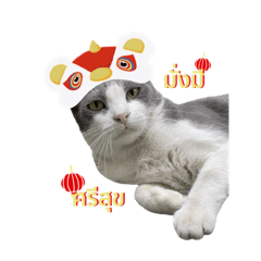 [Tao-Tao] : A Festive Cat