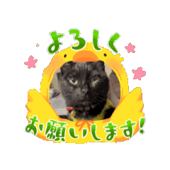 mao mao_20240603230402