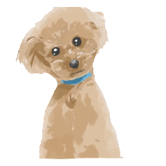 The toy poodle Chacha