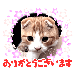 yayoi_20240603113933