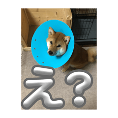 Wakayuma_20240603123125