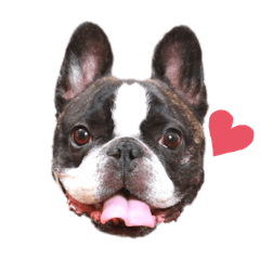 FRENCH BULLDOG MARUO