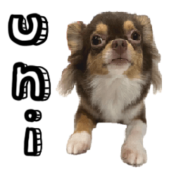 Uni-Chihuahua