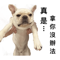 Rice ball the Frenchie
