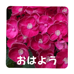 pink_20240604091042