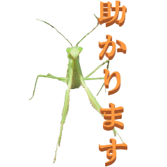 Words used at work From Mantis4-BIG